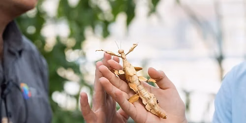 Visite guid\u00e9e de l\u2019exposition Petit trait\u00e9 d\u2019entomologie noctivague et animation avec des insectes