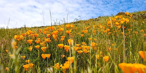 Walk with a Doc - Edgewood Park & Natural Preserve