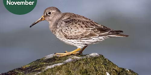 Winter Bird Walk: Waders, Ducks and Pipit