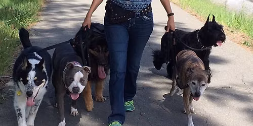 Dog Language and Training Retreat