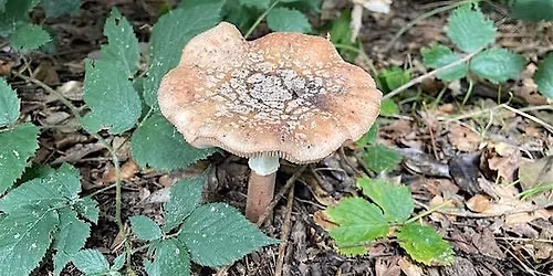 Let's talk about fungi: walk and talk (Tunbridge Wells Common)