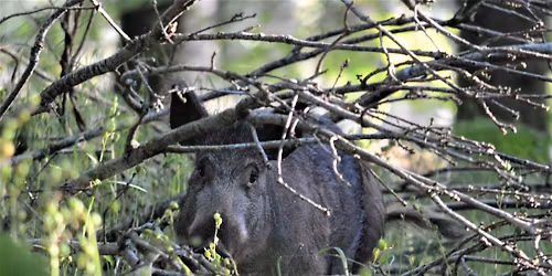 Why Britain Needs Wild Boar with Chantal Lyons