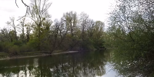 Kr\u00e4uterwanderung in den Rheinauen bei Karlsruhe