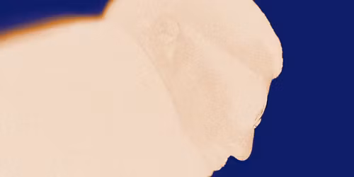 Flenn in Montr\u00e9al