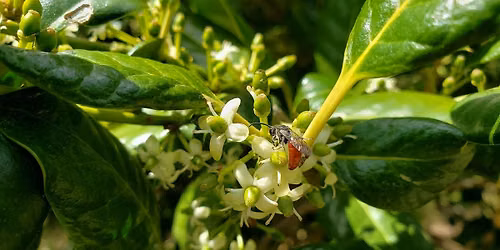 Bees, Wasps, Hornets and Yellowjackets!