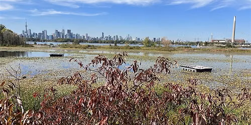 Explore Toronto's Urban Wilderness - Guided Walking Tour (ENGLISH)