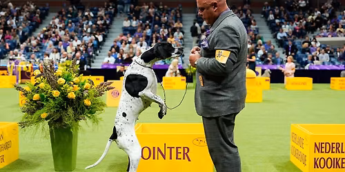 Westminster Kennel Club Dog Show - New York