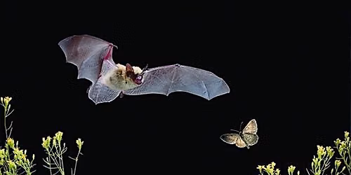 Bat Walk at Headstone Manor Park - Family Event