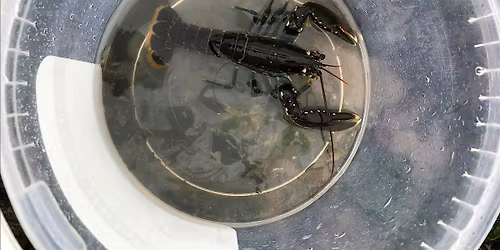 Extreme Rockpool Safari - South Landing, Flamborough