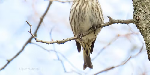 Evening Bird Hike