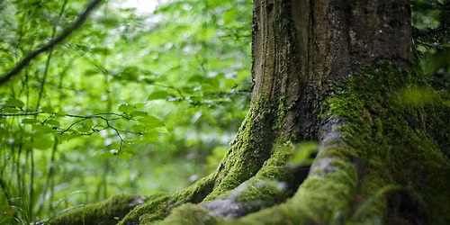 Dydd Mercher Lles: Gardd Bodnant \/ Wellbeing Wedneday: Bodnant Garden