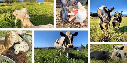 Magical Creatures Sanctuary Annual Gala