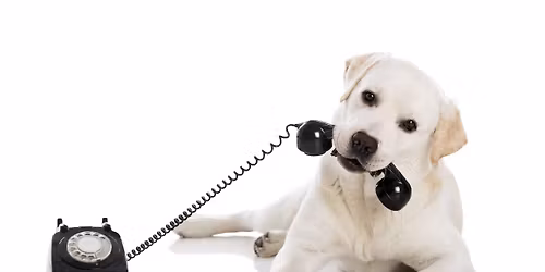 Stage de communication Animale