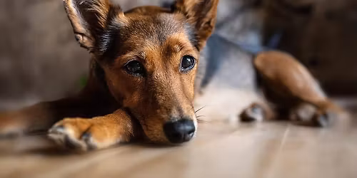 Craniosacrale Osteopathie f\u00fcr Hunde mit Daniela Dietrich