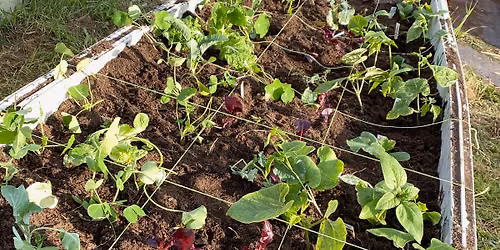 Fairbanks Permaculture Series: 1. The Art of Growing