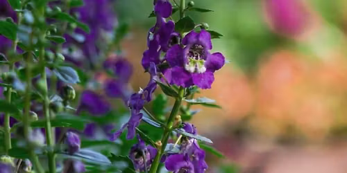 Anniversary Community Show Gardens