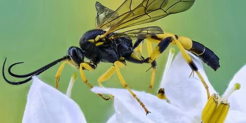 Family Event: Buzzing About Wasps