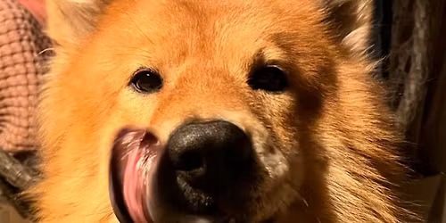 Tiergest\u00fctzte Breathwork- & Soundjourney