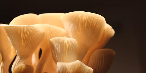 Grow Your Own Mushrooms