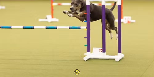 Agility Trial