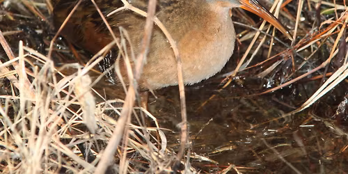 Spring Marsh Birds and Hawks