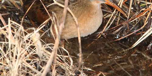 Spring Marsh Birds and Hawks