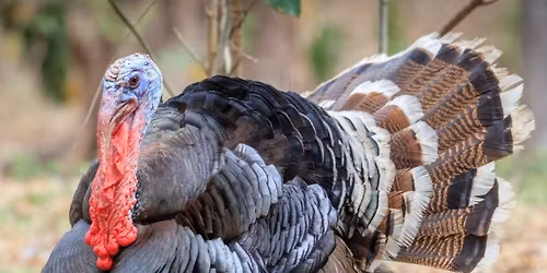 Saturday Kids' Activity: Turkeys!