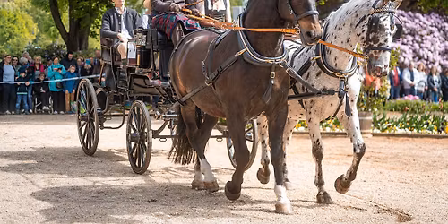 21. EQUIPAGE BAD ELSTER \u00b7 Edle Pferde & Historische Kutschen in den K\u00f6niglichen Anlagen