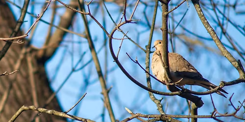 Christmas Bird Count