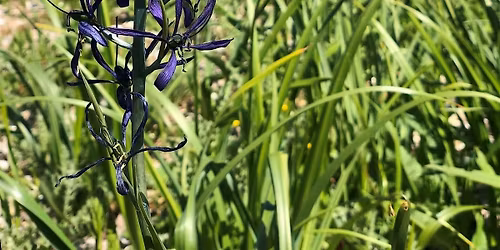 Indigenizing Restoration- April 2026