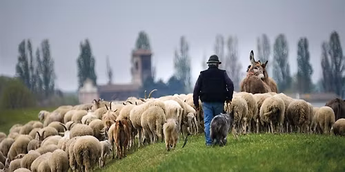 Pastoralismo in Lombardia: nuove forme e modalit\u00e0 di un lavoro antico