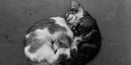 June Group Acupuncture: Heart and Harmony