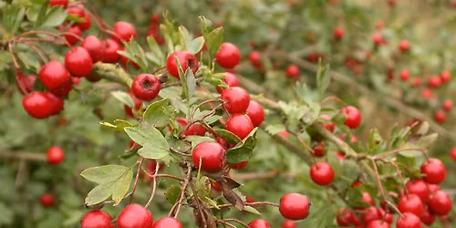 Langdon Foraging in Winter Walk