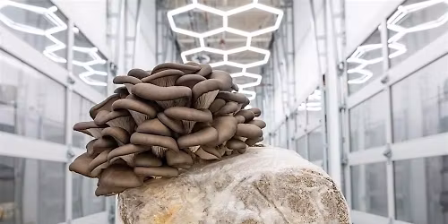 January Pre-Fermenter Treat