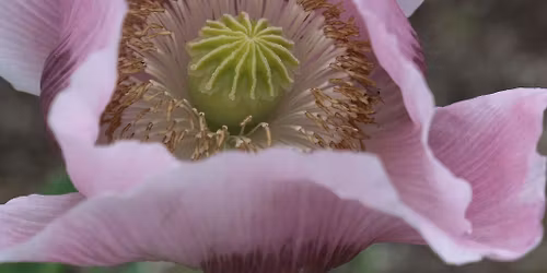 Poppy Seed - Popping Up - Shakes and Cakes at The Newport Theater