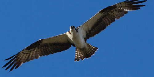Raptors - Birds of Prey of the Texas Hill Country