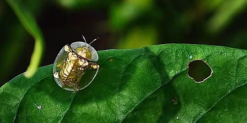 Tortoise Beetle & Mini Cloche Workshop
