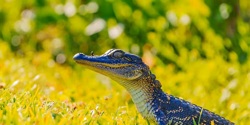 Saturday Ranger Hikes