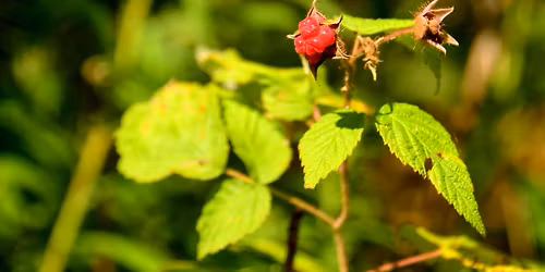 Summer Foraging - Torrance