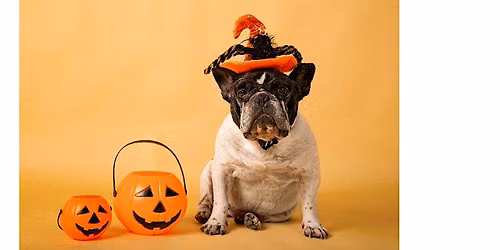 Henry's Oshawa: Halloween Pet Portraits