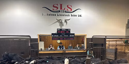 All Breeds Pre-Sorted Calf\/Yearling Sale