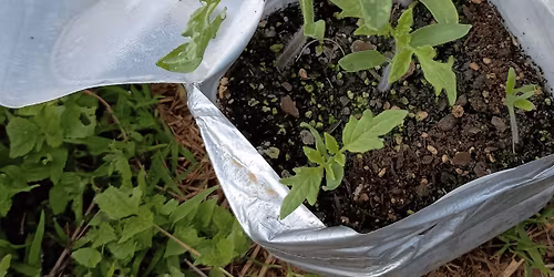 Sowing Winter Seeds in Milk Jugs and Containers\u2014Lunch and Learn