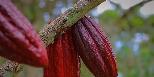 Heart Healing Cacao Ceremony