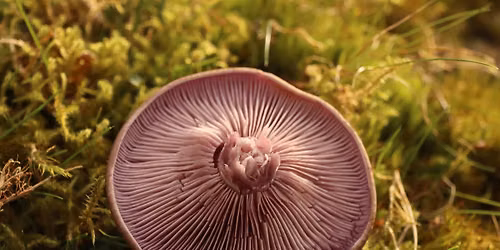 Rivington Mushroom Forage! With wild gin :D