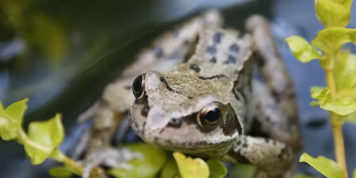 Brighton Froglife Festival