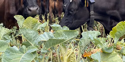 Farm Focus Day 26 May 2026