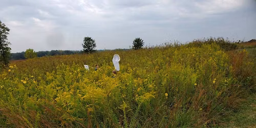 Magnificent Monarch Migration