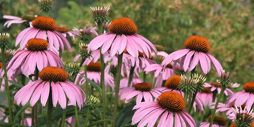 Wildflower Walk