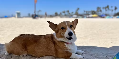 \ud83d\udc3e Southern Manor Corgis Beach Day \ud83d\udc3e