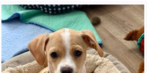 PetSmart Raleigh Gives Back 